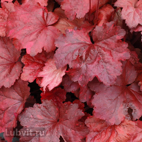 Гейхера Гэлакси (Galaxy) купить с доставкой