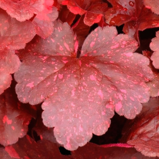 Гейхера Гэлакси (Galaxy)