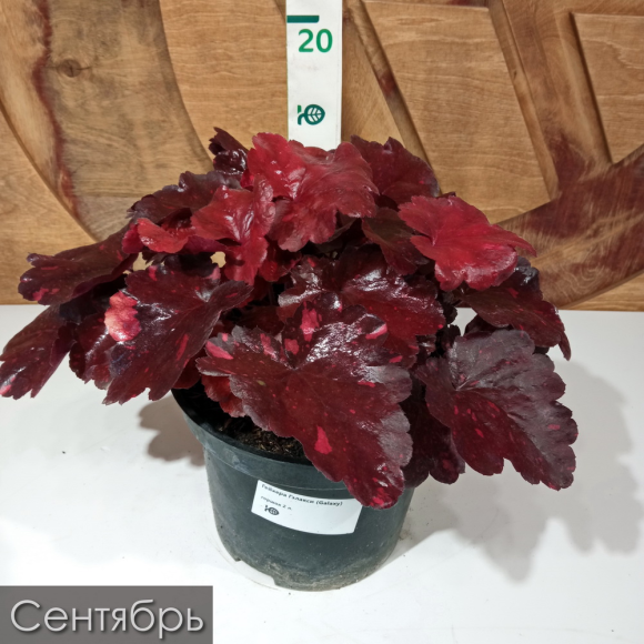 Гейхера Гэлакси (Galaxy) купить с доставкой