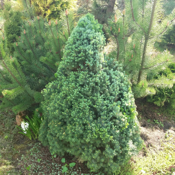 Ель Коника (Conica) купить с доставкой