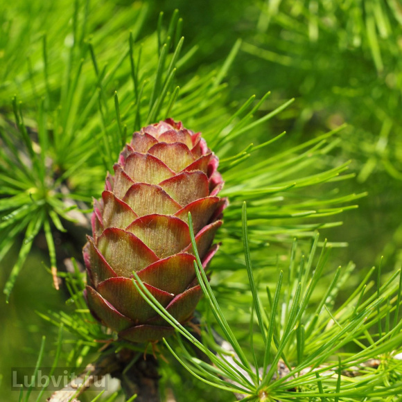 Ель Коника (Conica) купить с доставкой