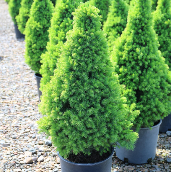 Ель Коника (Conica) купить с доставкой