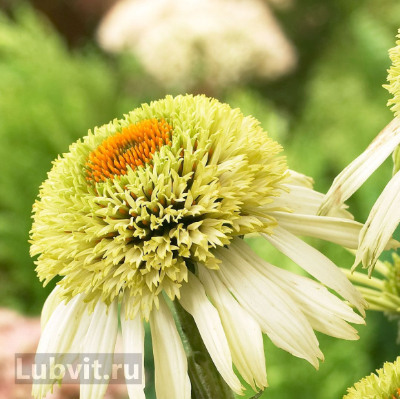 Эхинацея Грин Лайн (Green Line) купить с доставкой