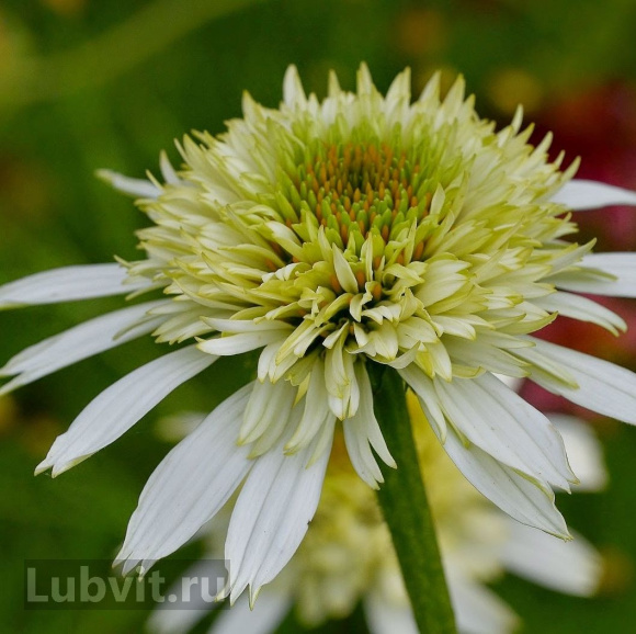 Эхинацея Грин Лайн (Green Line) купить с доставкой