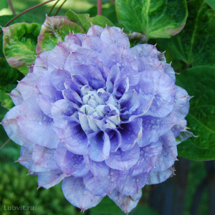 Клематис Мазури (Mazury)