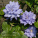 Клематис Мазури (Mazury) купить с доставкой