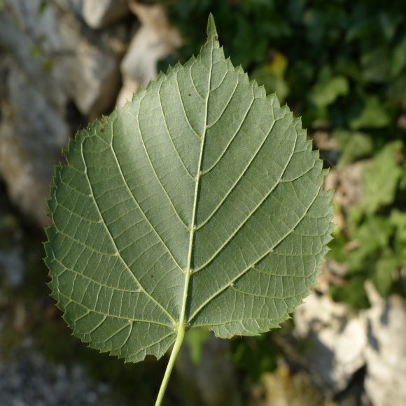 Липа Крупнолистная купить с доставкой