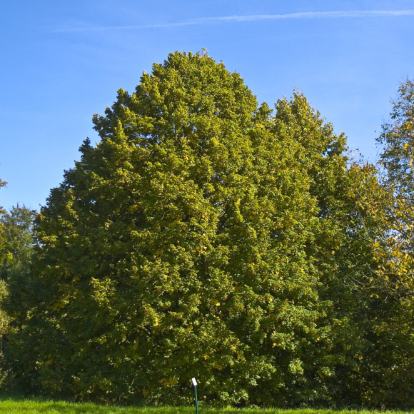 Липа Крупнолистная купить с доставкой
