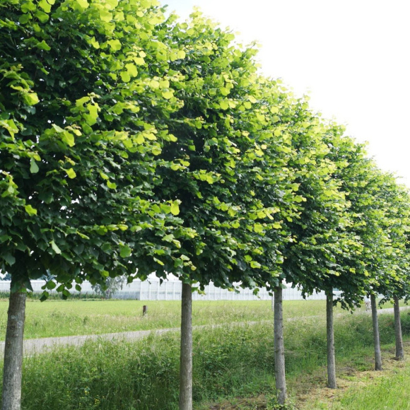 Липа Крупнолистная купить с доставкой