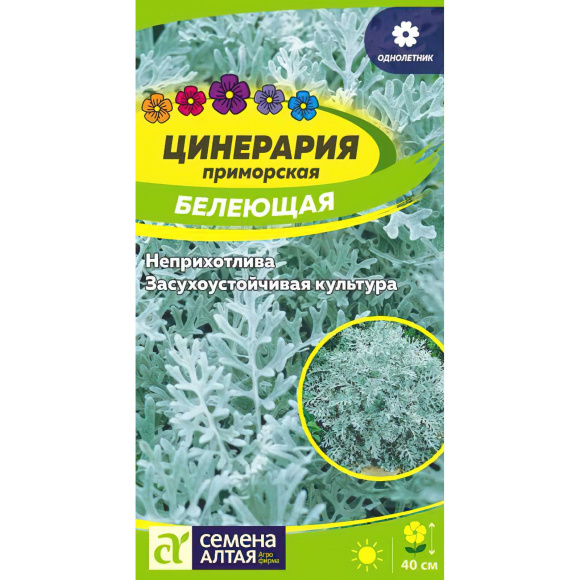 Цинерария Белеющая [Семена алтая] купить с доставкой