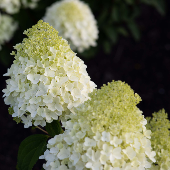 Гортензия Шугар Раш (Sugar Rush) метельчатая купить с доставкой