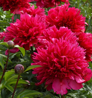 Пион Мени Хеппи Ретернс (Many Happy Returns)