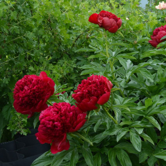 Пион Мени Хеппи Ретернс (Many Happy Returns) купить с доставкой