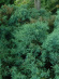 Можжевельник средний Пфитцериана (Pfitzeriana Glauca) купить с доставкой