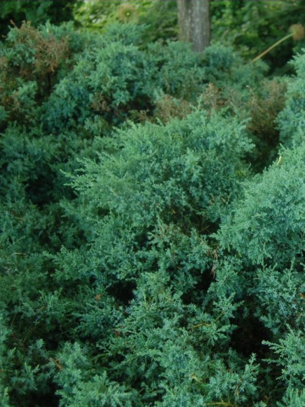 Можжевельник средний Пфитцериана (Pfitzeriana Glauca) купить с доставкой