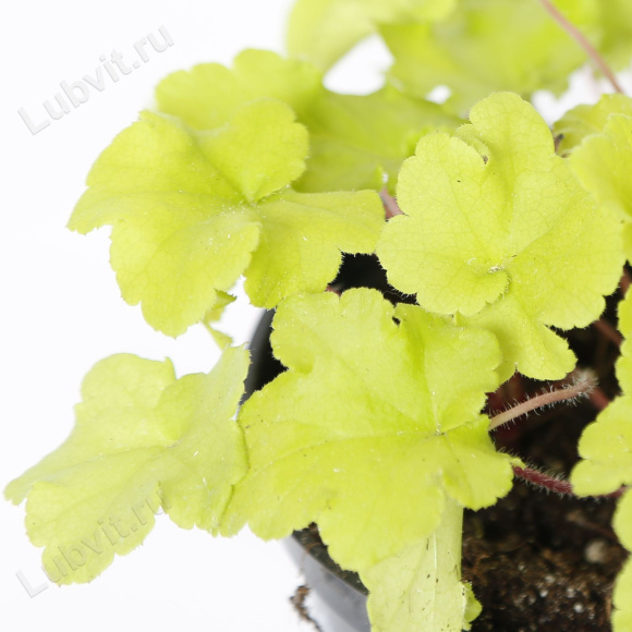 Гейхера Лайм Мармелад (Lime Marmalade) купить с доставкой