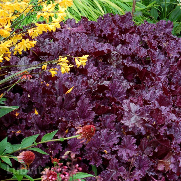 Гейхера Форевер Перпл (Forever Purple) купить с доставкой