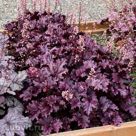 Гейхера Форевер Перпл (Forever Purple) купить с доставкой