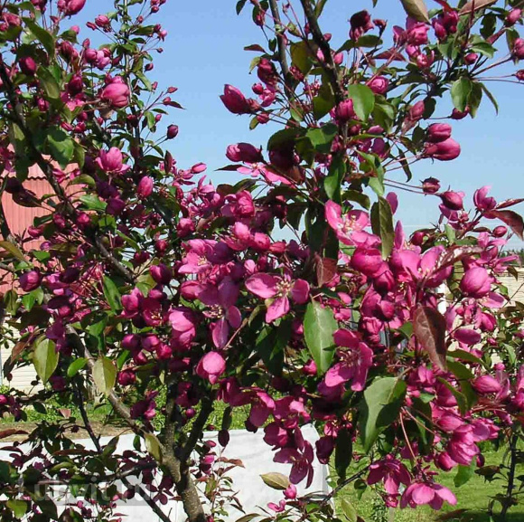 Яблоня Плакучая Краснолистная купить с доставкой