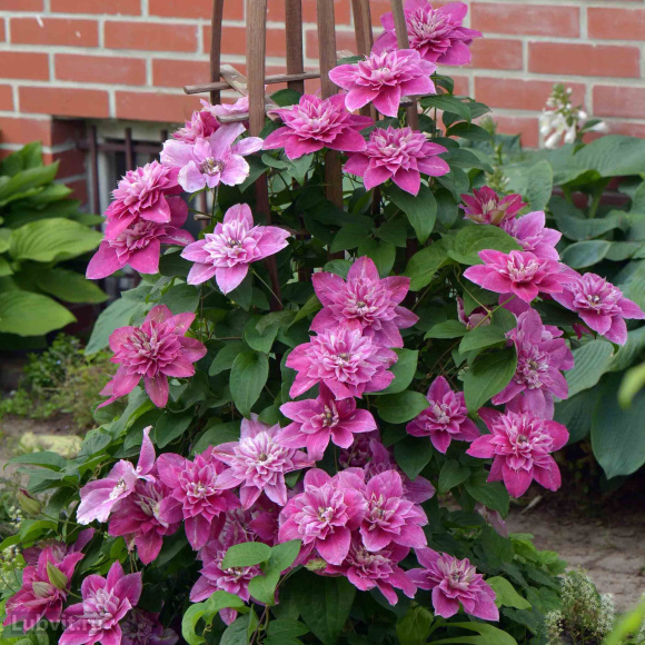 Клематис Май Дарлинг (My Darling) купить с доставкой