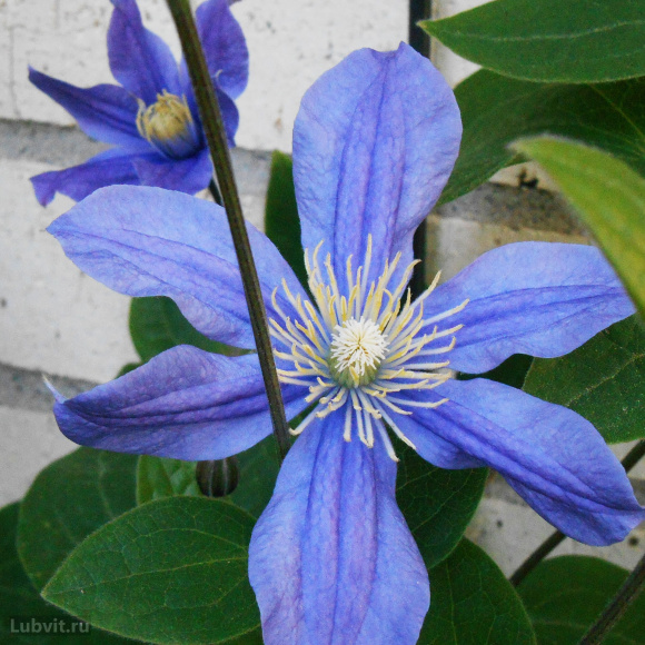 Клематис Арабелла (Arabella) купить с доставкой