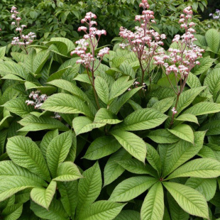 Роджерсия конскокаштанолистная