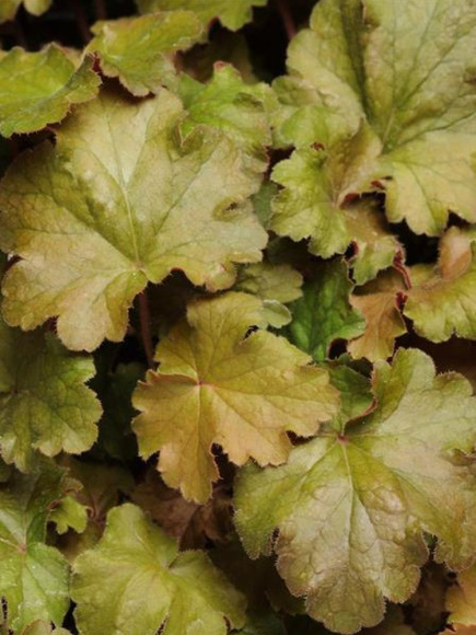 Гейхера Карнивал Коффи Бин (Carnival Coffee Bean) купить с доставкой