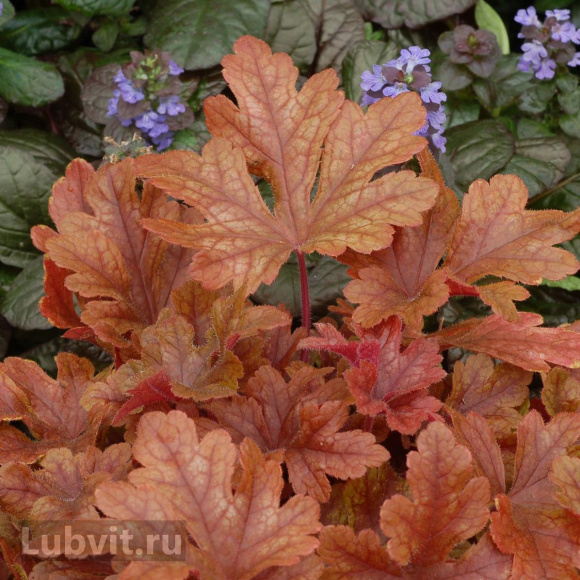 Гейхера Баттерид Ром (Buttered Rum) купить с доставкой