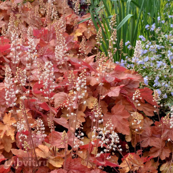 Гейхера Баттерид Ром (Buttered Rum) купить с доставкой
