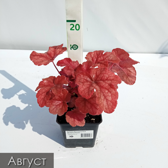 Гейхера Баттерид Ром (Buttered Rum) купить с доставкой