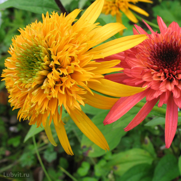 Эхинацея Сикрет Глоу (Secret Glow) купить с доставкой