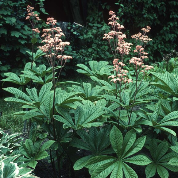Роджерсия перистая купить с доставкой