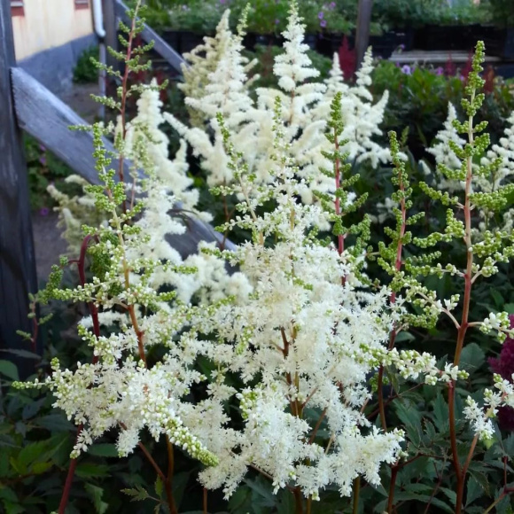 Астильба Элли (Ellie) купить с доставкой