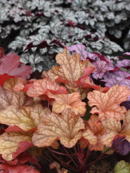 Гейхера Карнивал Фолл Фестивал (Carnival Fall Festival) купить с доставкой