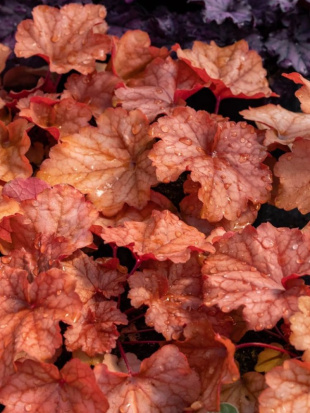 Гейхера Карнивал Фолл Фестивал (Carnival Fall Festival)