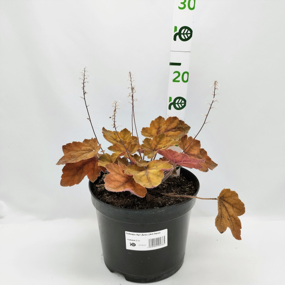 Гейхера Арт Деко (Art Deco) купить с доставкой