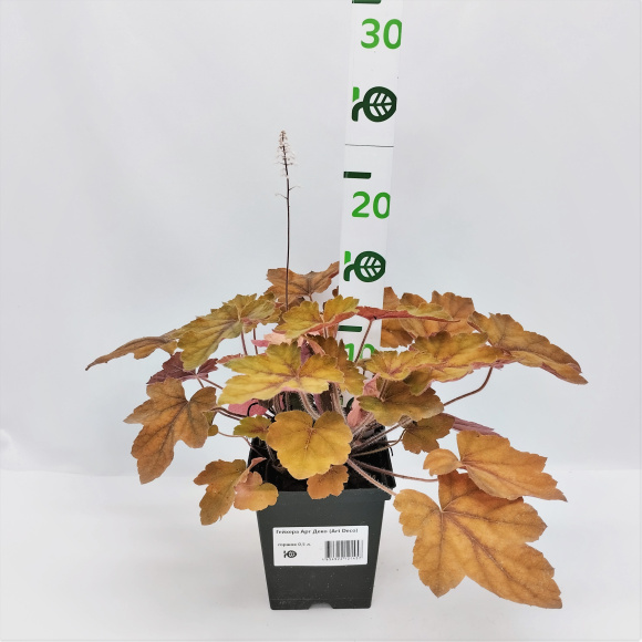 Гейхера Арт Деко (Art Deco) купить с доставкой