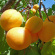 Абрикос маньчжурский (Prunus mandschurica) купить с доставкой