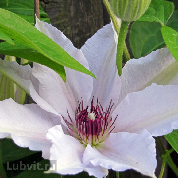 Клематис Сноу Квин (Snow Queen) купить с доставкой