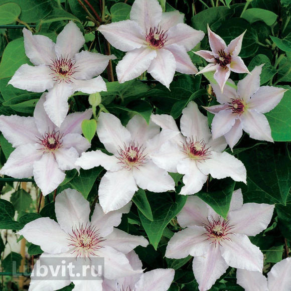Клематис Сноу Квин (Snow Queen) купить с доставкой