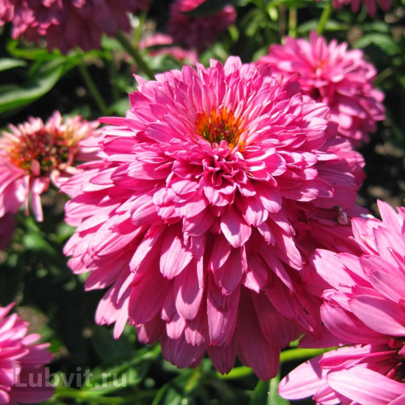 Эхинацея Пинк Пудл (Pink Poodle) купить с доставкой