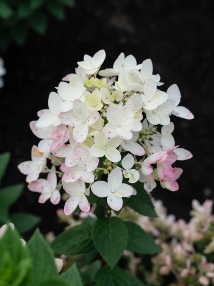 Гортензия Тач оф Пинк (Touch of Pink) метельчатая купить с доставкой