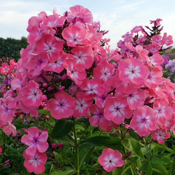 Флокс Салмон Глоу (Salmon Glow) купить с доставкой