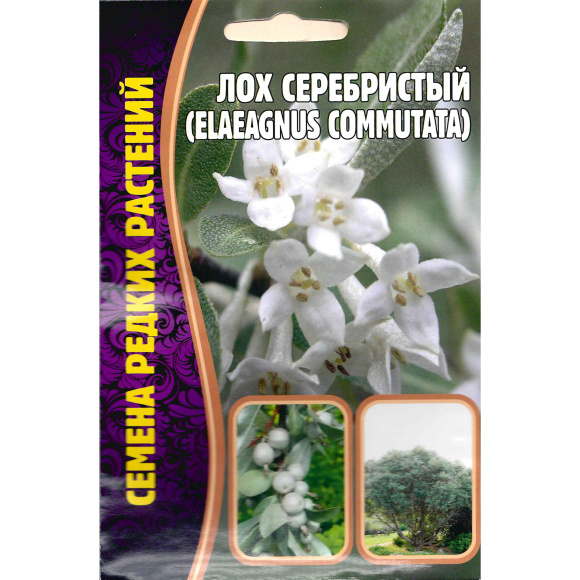 Лох Серебристый Elaeagnus commutata [Семена редких растений] купить с доставкой