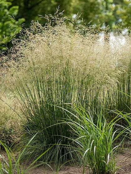 Луговик Голдшлеер (Goldschleier) купить с доставкой