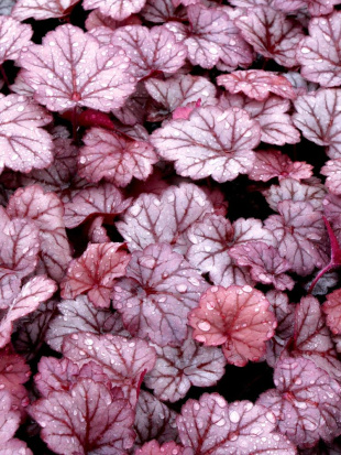 Гейхера Джорджия Плам (Georgia Plum)
