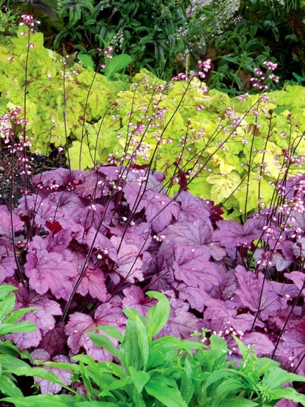 Гейхера Джорджия Плам (Georgia Plum) купить с доставкой