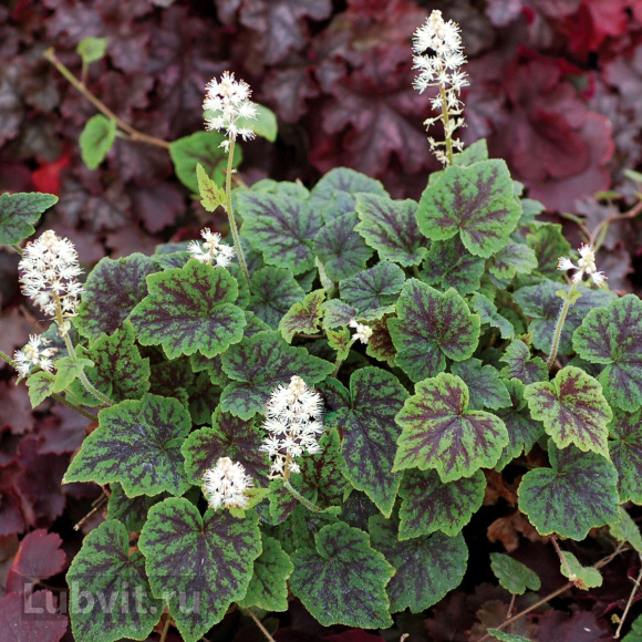 Тиарелла Аппалачиан Трейл (Appalachian Trail) купить с доставкой