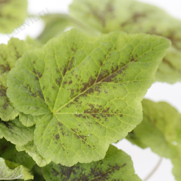 Тиарелла Аппалачиан Трейл (Appalachian Trail) купить с доставкой