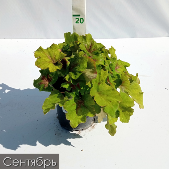 Гейхера Арт Нуво (Art Nouveau) купить с доставкой